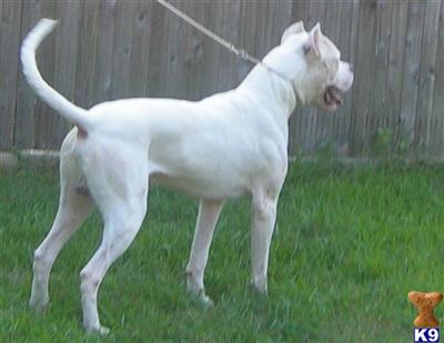 Dogo Argentino Puppies for Sale